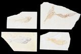 Lot: Green River Fossil Fish - Pieces #81292-1